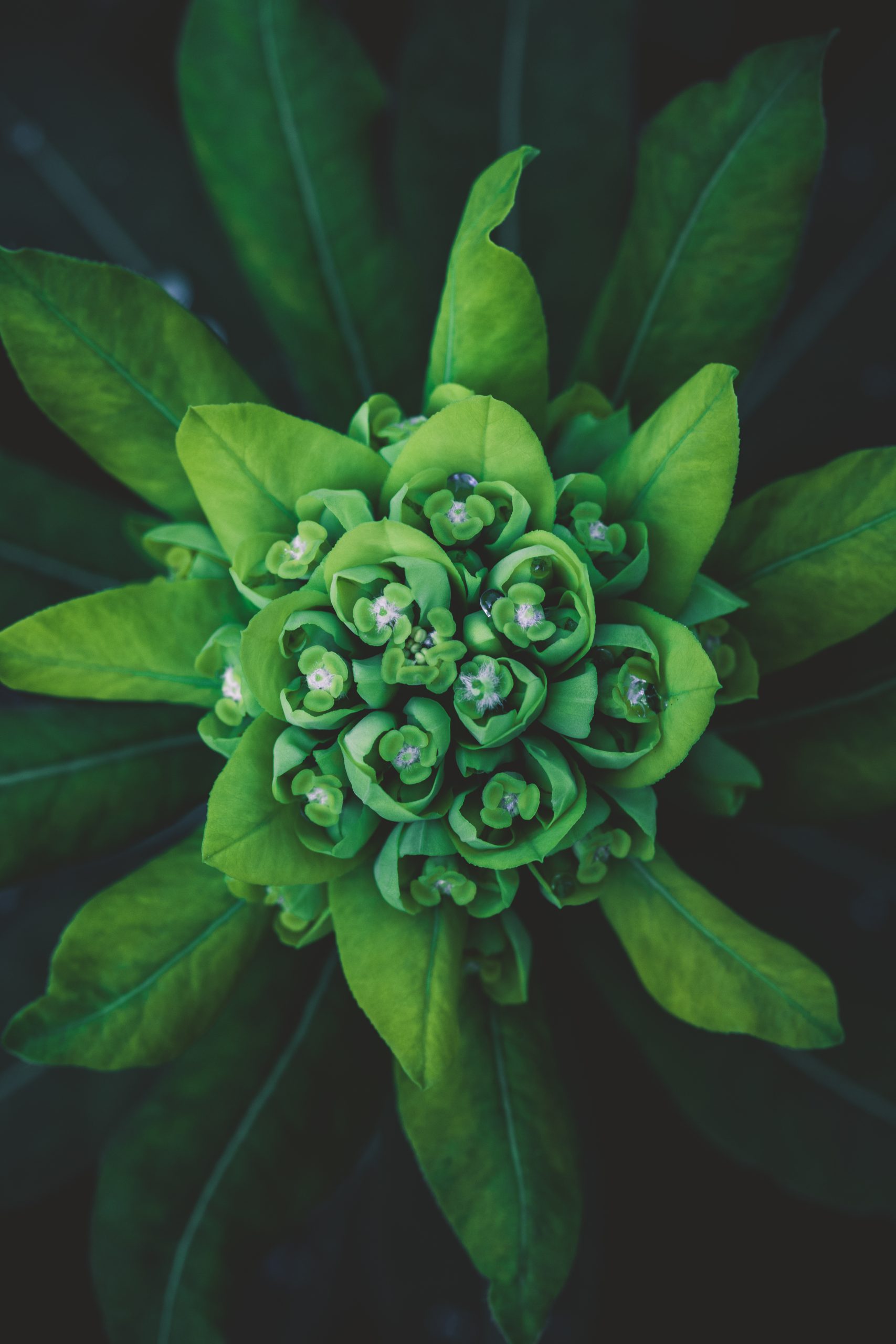 Retire Victoria - image of a green flowering plant